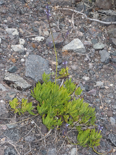 Lavandula bramwellii image