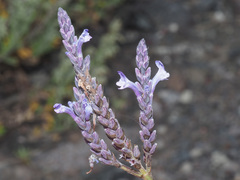 Lavandula bramwellii image