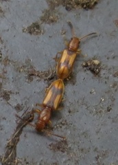 Cryptamorpha desjardinsi