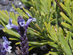 Lavandula bramwellii image