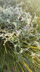 Vicia villosa villosa