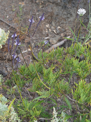 Lavandula bramwellii image