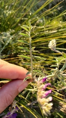 Vicia villosa villosa