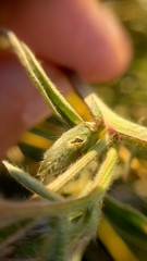 Vicia villosa villosa