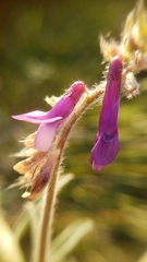 Vicia villosa villosa