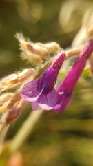 Vicia villosa villosa