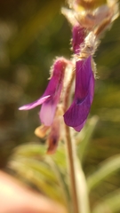 Vicia villosa villosa