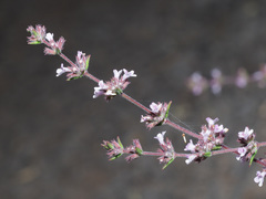 Micromeria canariensis subsp. meridialis image