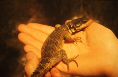 Pseudocordylus microlepidotus