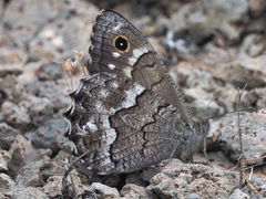Hipparchia tamadabae