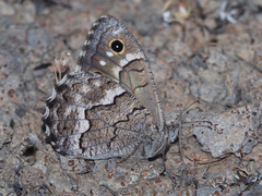 Hipparchia tamadabae