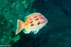 Bodianus unimaculatus