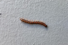 Helicorthomorpha