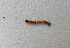 Helicorthomorpha