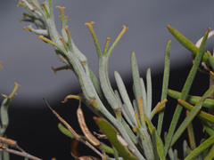 Parolinia