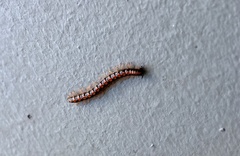Helicorthomorpha