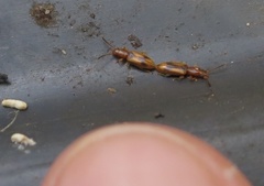 Cryptamorpha desjardinsi