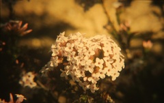 Erica walkeria