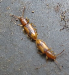 Cryptamorpha desjardinsi