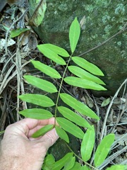 Austrosteenisia glabristyla