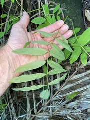 Austrosteenisia glabristyla