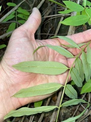 Austrosteenisia glabristyla