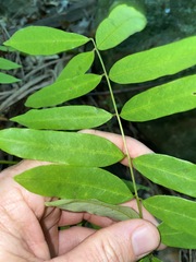 Austrosteenisia glabristyla