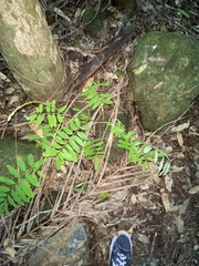 Austrosteenisia glabristyla