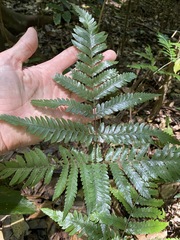 Lastreopsis marginans