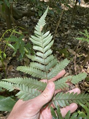 Lastreopsis marginans