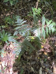 Lastreopsis marginans