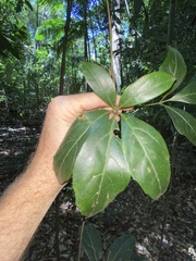 Cissus sterculiifolia
