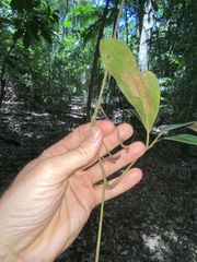 Cissus sterculiifolia