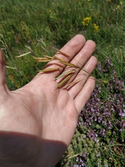 Bromus riparius