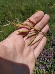 Bromus riparius