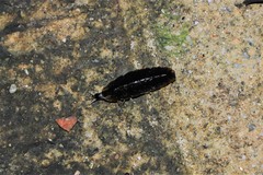Lamprigera taimoshana