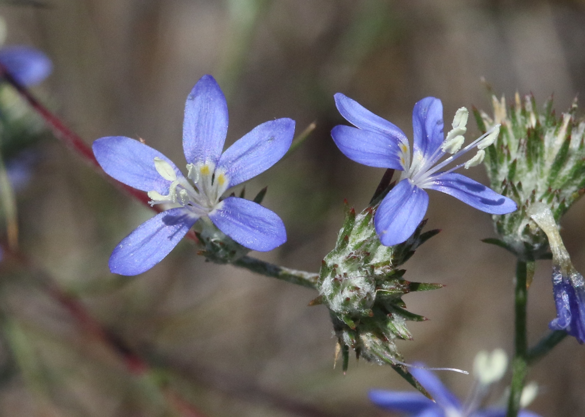 Eriastrum sapphirinum