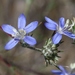 Sapphire Woollystar - Photo (c) James Bailey, some rights reserved (CC BY-NC), uploaded by James Bailey