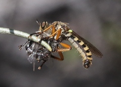 Callinicus pictitarsis