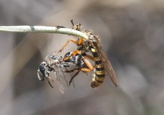 Callinicus pictitarsis