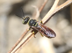 Eucerceris provancheri