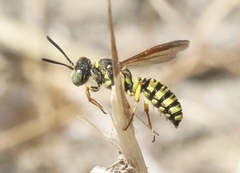 Eucerceris provancheri