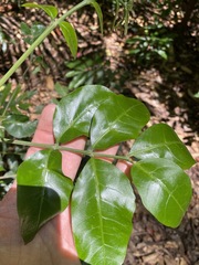 Dysoxylum fraserianum
