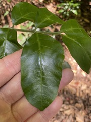 Dysoxylum fraserianum