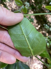 Dysoxylum fraserianum