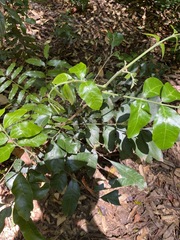 Dysoxylum fraserianum