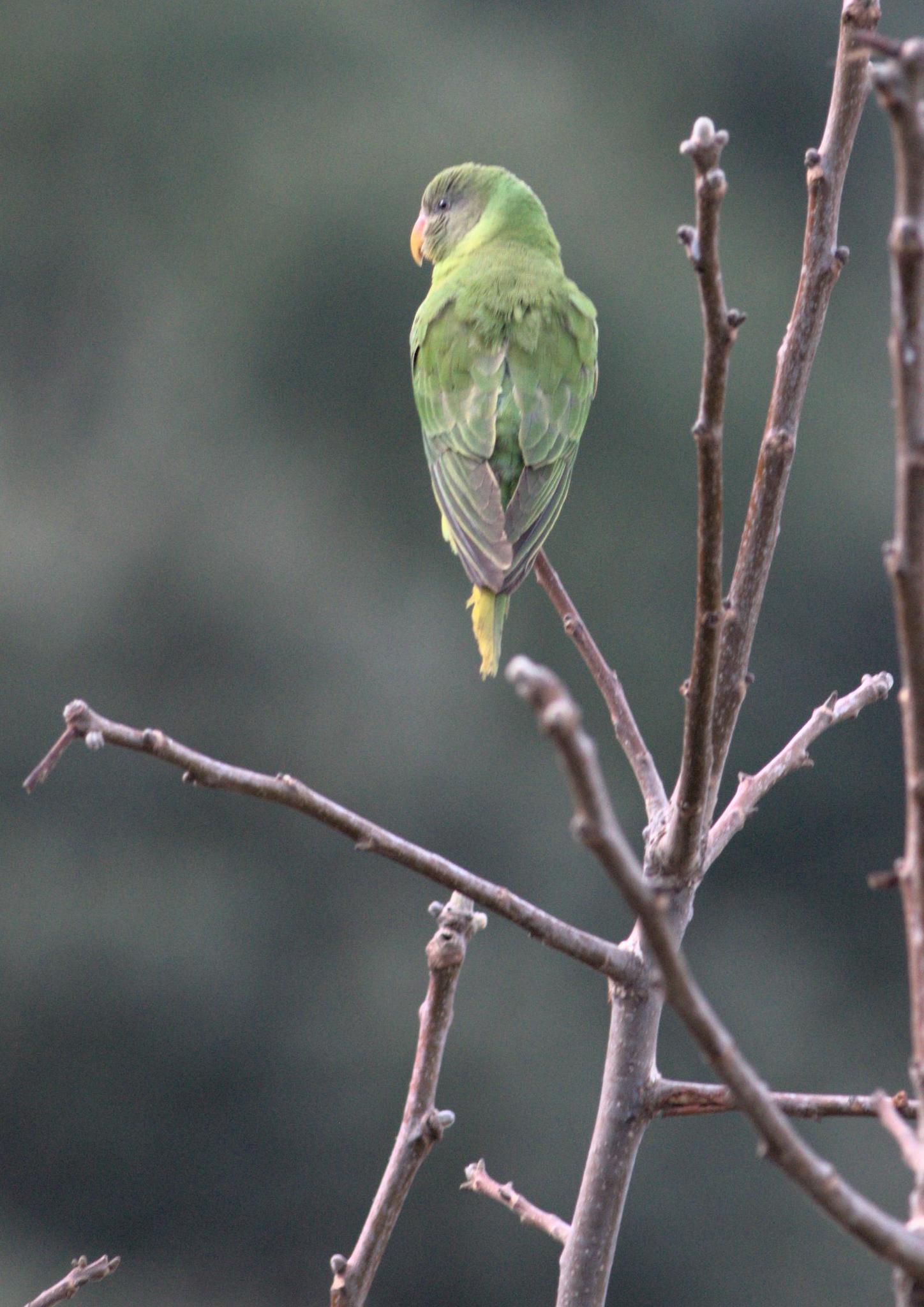 Slaty-headed Parakeet