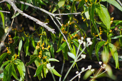 Phoradendron nervosum