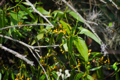 Phoradendron nervosum