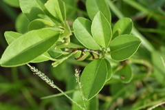 Papilio demodocus demodocus